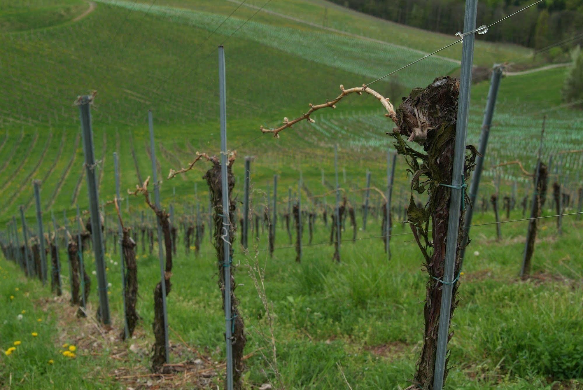 Weingut Primus Suedsteiermark Spielfeld Dış mekan fotoğraf