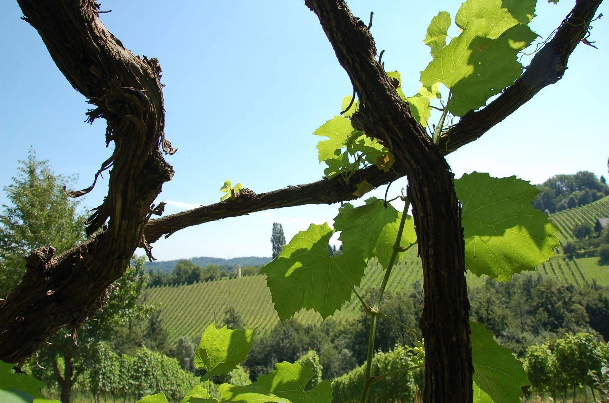 Weingut Primus Suedsteiermark Spielfeld Dış mekan fotoğraf