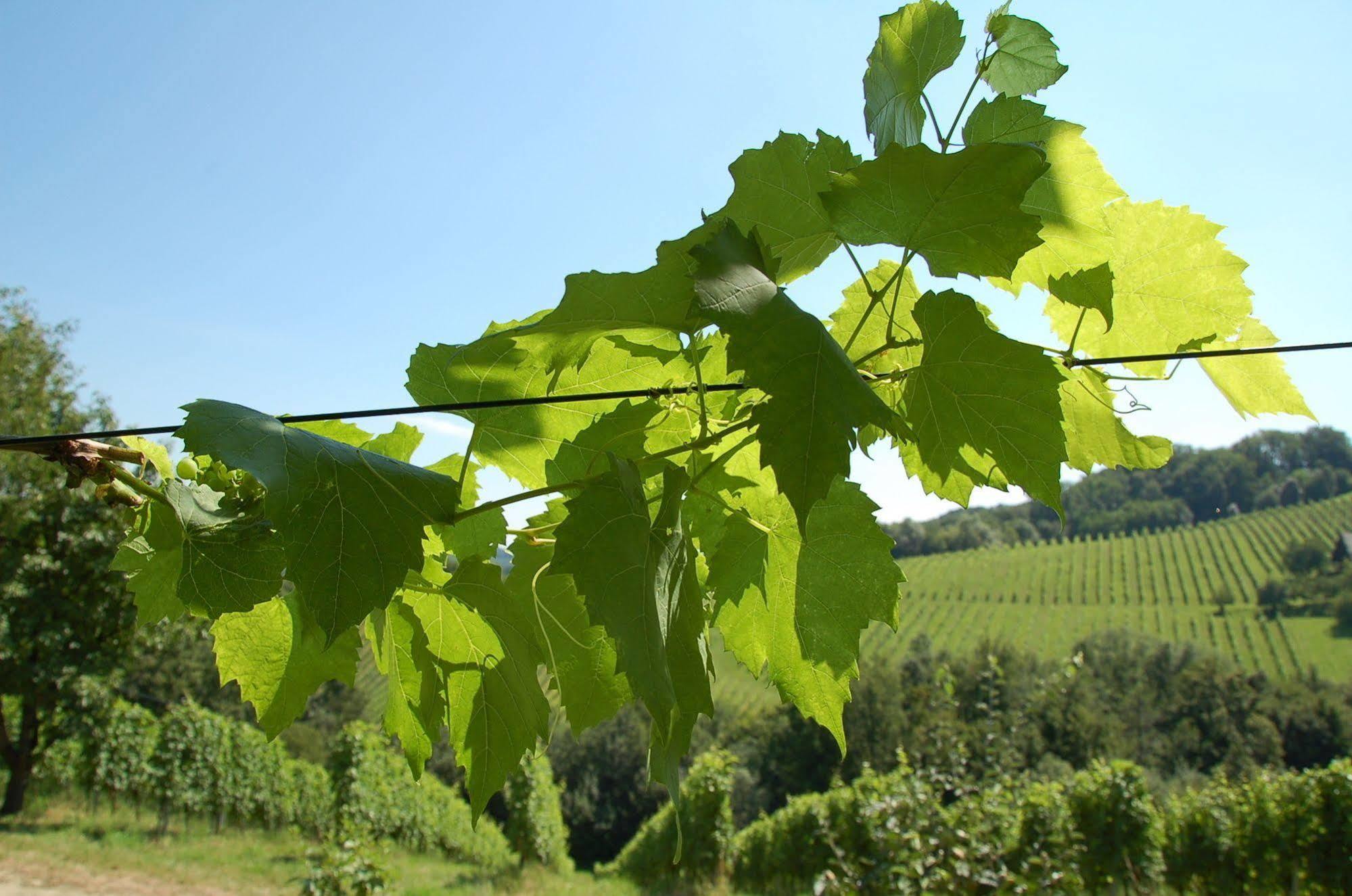 Weingut Primus Suedsteiermark Spielfeld Dış mekan fotoğraf